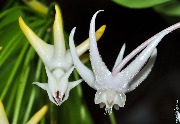 Hoya acuminata
