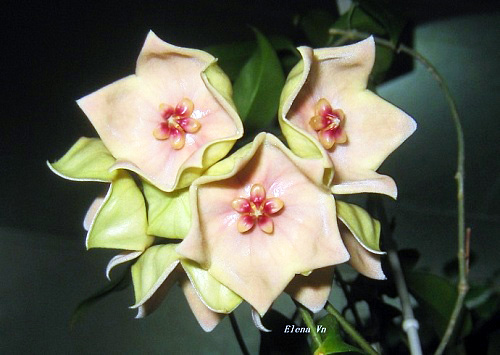 Hoya megalantha 