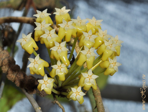 Hoya bicolor 