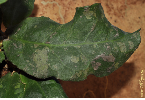 Hoya undulata