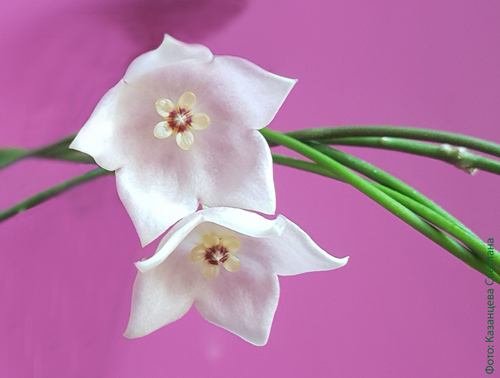 Hoya yvesrocheri