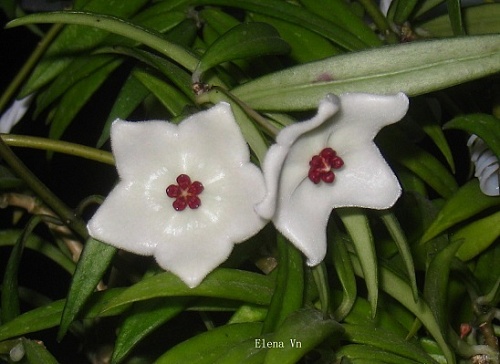 Hoya pauciflora  