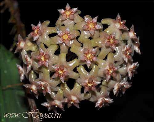 Hoya balaensis