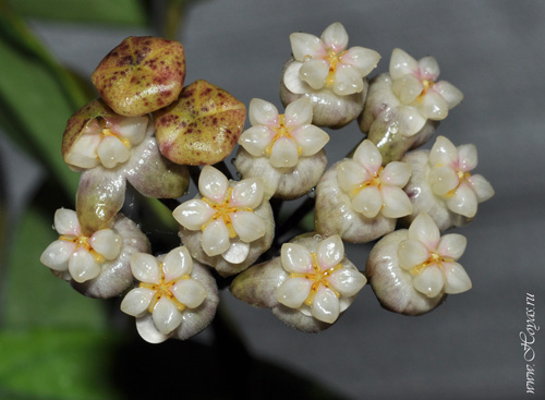Hoya crassipetiolata 