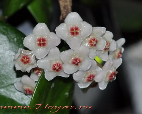 Hoya motoskei 