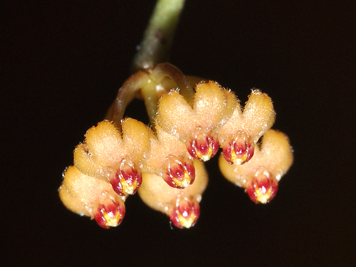 Hoya minutiflora 