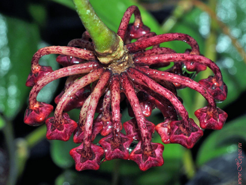 Hoya rundumensis