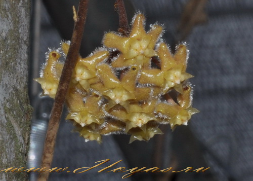 Hoya erythrina