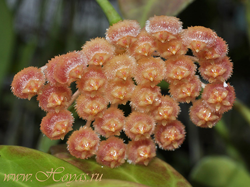 Hoya rosarioae
