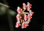 Hoya bakoensis