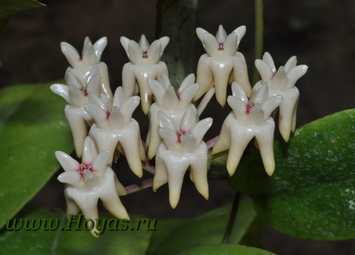 Hoya mitrata 