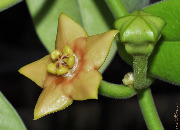 Eriostemma sp. UT-026