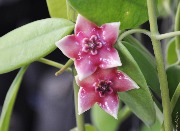 Eriostemma coronaria 