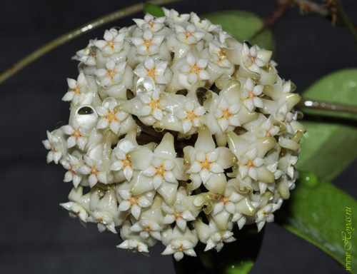 Hoya verticillata