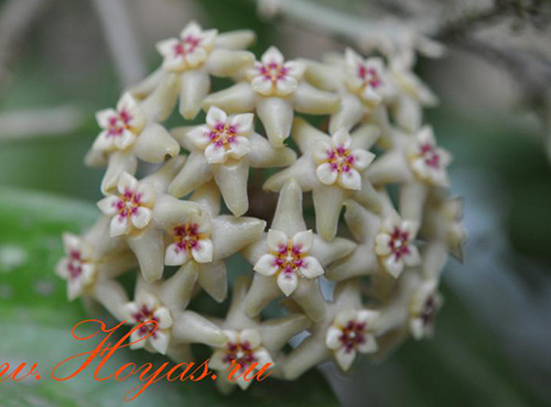 Hoya limoniaca
