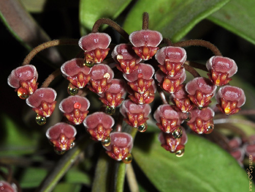 Hoya burtoniae 