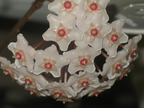 Hoya fungii 