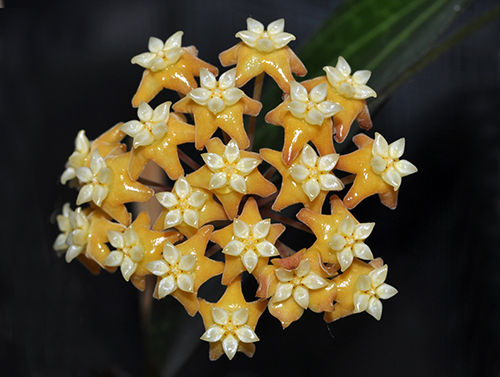 Hoya persicina 