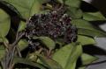 Hoya pubicalyx Philippines black