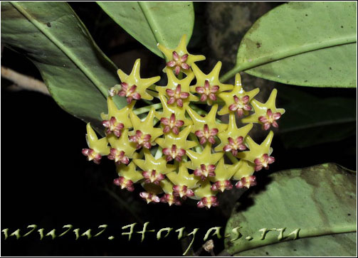 Hoya fusca