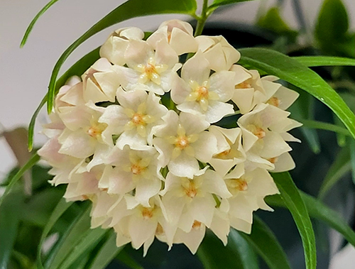Hoya leucantha