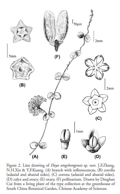 Hoya tengchongensis