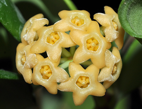 Hoya sinagtala 