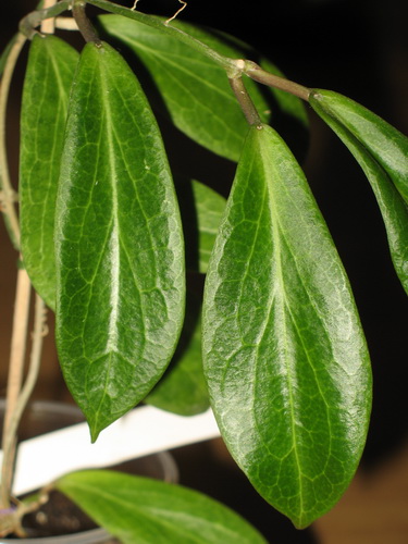 Hoya benvergarae