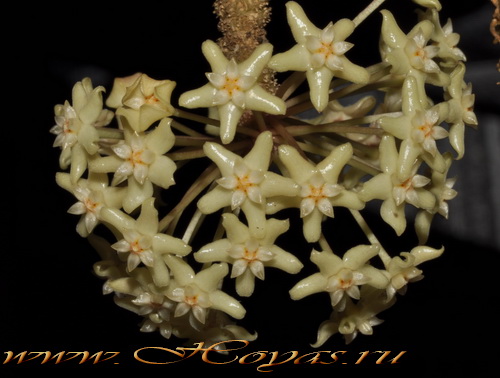 Hoya quinquenervia 