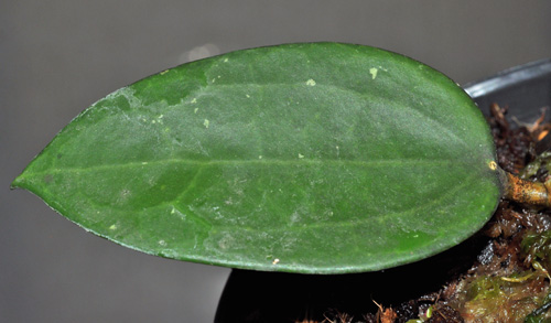 Hoya hanhiae