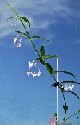 Hoya acuminata