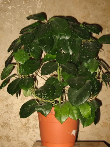 Hoya motoskei 