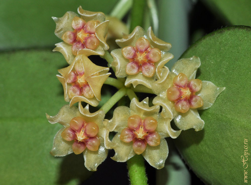 Hoya burmanica