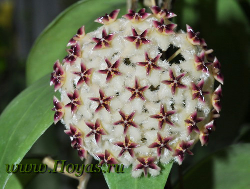 Hoya erythrostemma