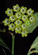 Hoya amicabilis