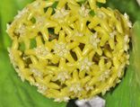 Hoya pentaphlebia 