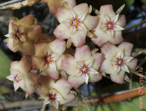 Hoya rigida