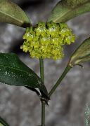 Hoya amicabilis