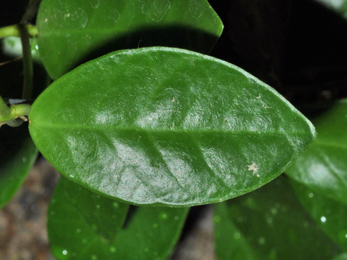 Hoya leticiae 