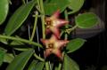 Eriostemma cv. Optimistic