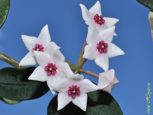 Hoya lithophytica