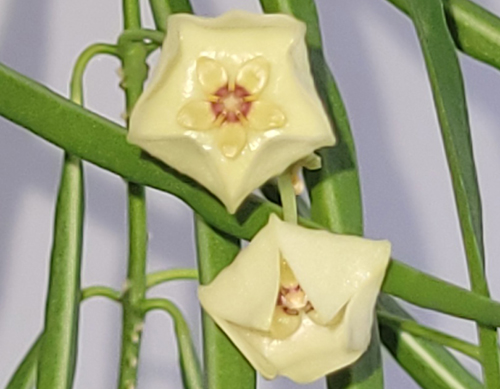 Hoya stenophylla