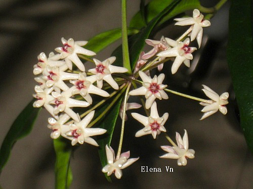 Hoya greenii 