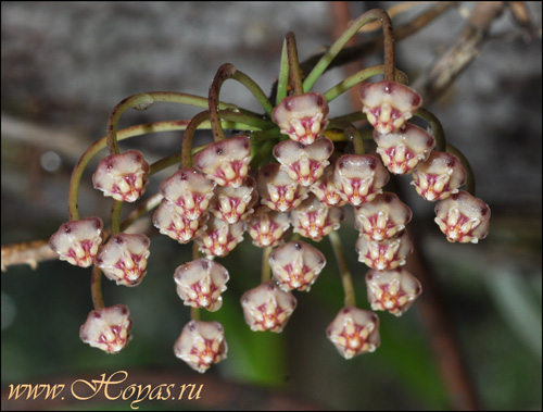 Hoya micrantha