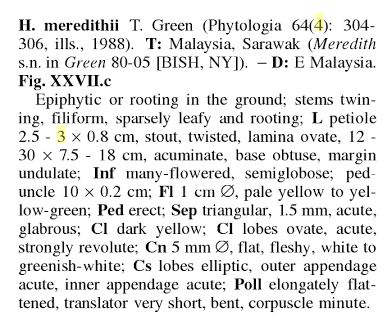 Hoya meredithii