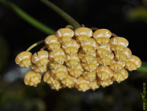 Hoya benitotanii