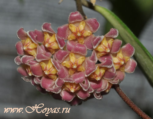 Hoya davidcummingii