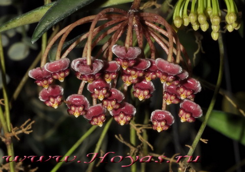 Hoya kentiana