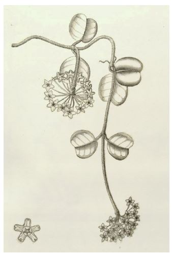 Hoya obcordata 