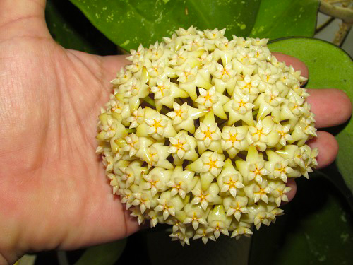 Hoya loyceandrewsiana 